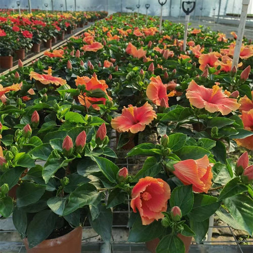 大红花盆栽带花苞进口木槿单瓣木本植物常开花阳台庭院盆景花圃 - 图0