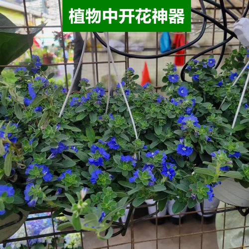 蓝星花盆栽垂吊开花植物蓝色花卉花园常开花阳台庭院带花苞植物 - 图1