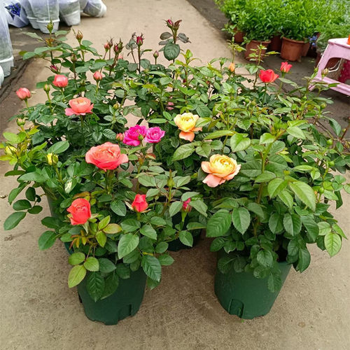 欧月玫瑰盆栽带花苞开花不断香槟带香味果汁玫瑰庭院月季花卉绿植 - 图1