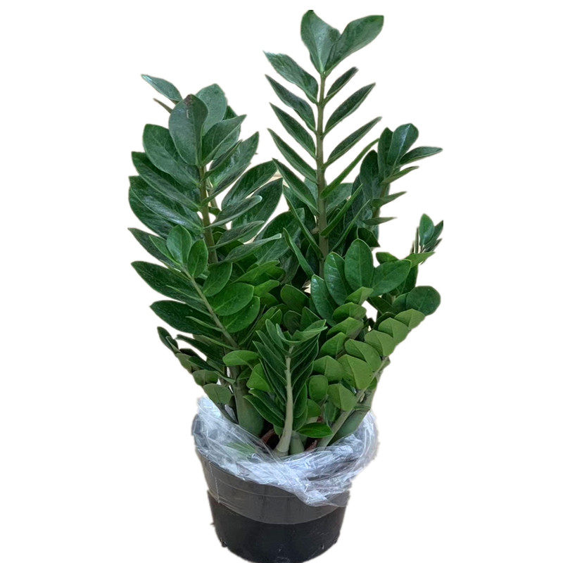 中大型金钱树开业盆栽客厅办公室室内净化空气招财绿植四季常青,淘宝优惠券,粉丝福利购,淘宝优惠卷