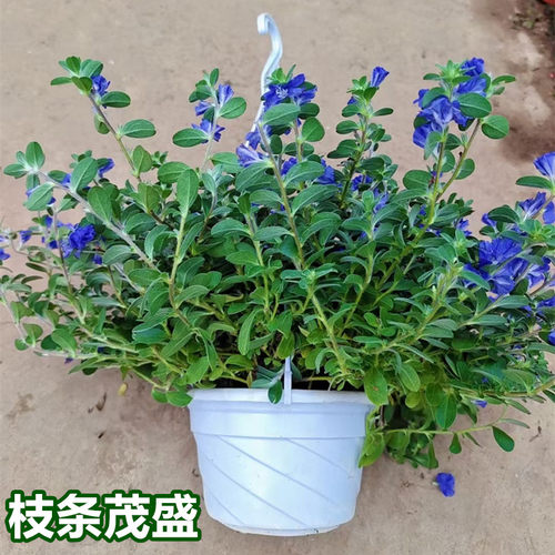 蓝星花盆栽垂吊开花植物蓝色花卉花园常开花阳台庭院带花苞植物 - 图2