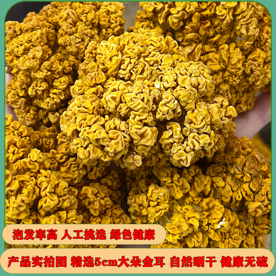 新鲜干货金耳菌500g云南特产黄金耳黄木耳山珍银耳脑耳菌菇 - 图0