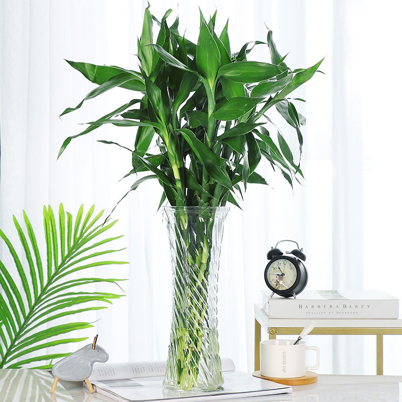 大号富贵竹玻璃花瓶家用客厅水养插花水培百合透明特大号摆件花瓶,淘宝优惠券,粉丝福利购,淘宝优惠卷