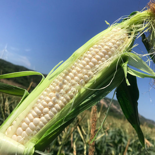 新鲜爆浆微玉18度甜冰糖生吃农产品现摘牛奶水果玉米即食非转基因 - 图2