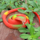 Rubber snake 73cm scary and funny bird chasing children's toy