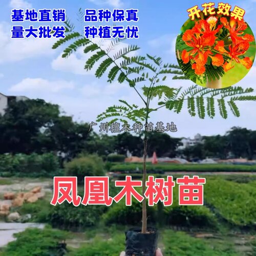 凤凰木树苗 红花楹苗 金凤花树 名贵风景树 南北方 庭院 常绿乔木 - 图1
