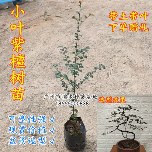 包邮名贵苗木 正宗沉香树苗海南黄花梨树苗金丝楠木苗 小叶紫檀苗 - 图3