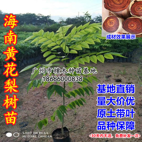 包邮名贵苗木 正宗沉香树苗海南黄花梨树苗金丝楠木苗 小叶紫檀苗 - 图1
