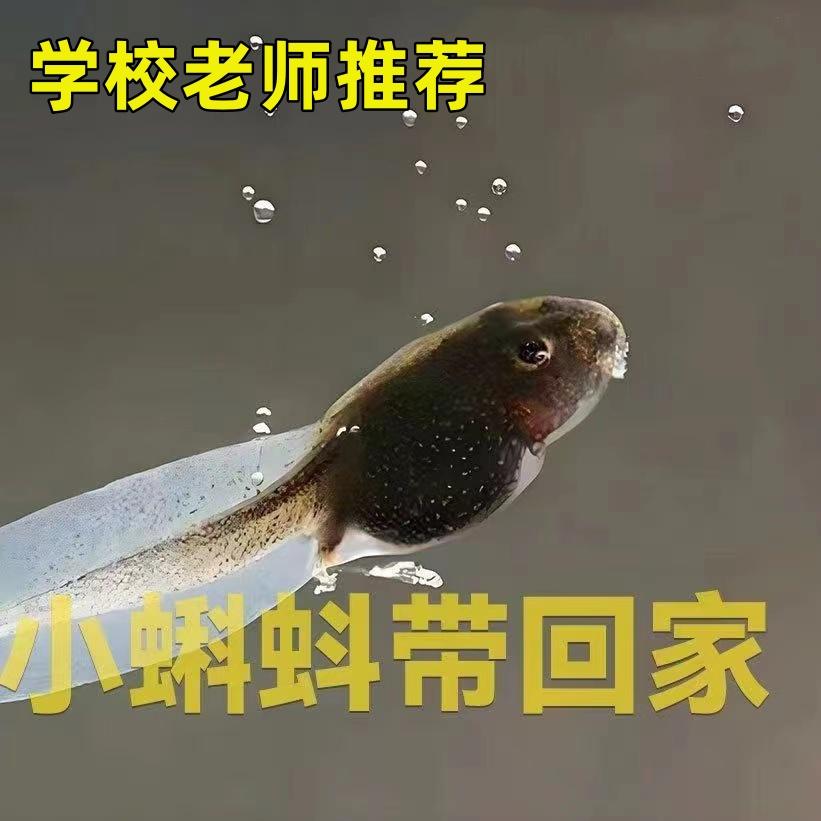 幼儿园小学生观察小蝌蚪学习宠物好养活水族世界宠物牛蛙蝌蚪活体 - 图0