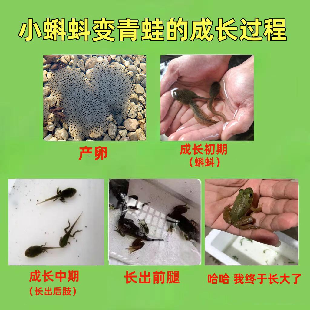 幼儿园小学生观察小蝌蚪学习宠物好养活水族世界宠物牛蛙蝌蚪活体 - 图2