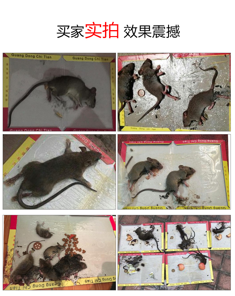驰天家居专营店超强力粘鼠板抓粘大老鼠贴驱胶药捕鼠老鼠神器克星正品家用一窝端1