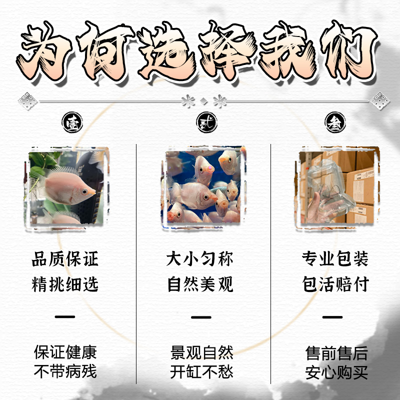 接吻鱼热带观赏鱼淡水活体鱼苗好养耐活小型热带鱼亲嘴鱼宠物金鱼-图1