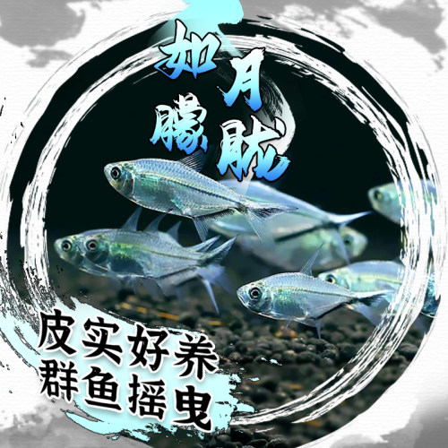 黑尾大勾鱼群游鱼小型热带观赏鱼淡水鱼大勾扯旗鱼红绿灯鱼斑马鱼 - 图0