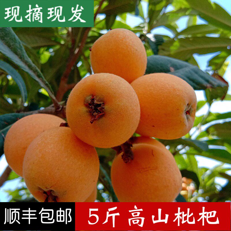 琵琶水果枇杷,琵琶水果(第24页)_大山谷图库