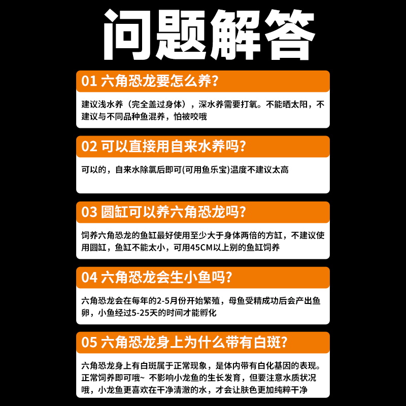 六角恐龙鱼蝾螈宠物鱼活体冷水鱼淡水观赏鱼美西螈好养耐活网红鱼 - 图1