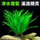 Yee water plant Thai water sword native strong stream tank