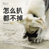 Корпус собаки анти -бедьерые и анти -планом плюс