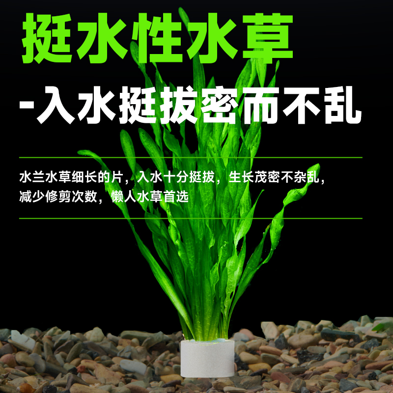 水兰水草大小水兰细叶纽兰舌兰中后景水韭菜阴性鱼缸专用水草植物