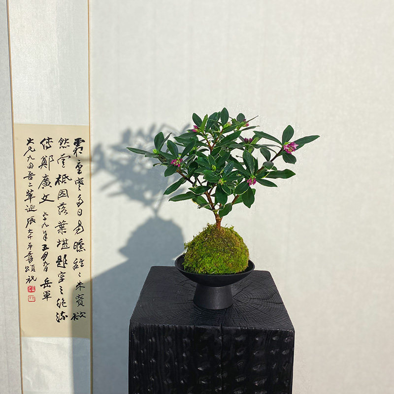 【瑞香】苔藓球新中式花开香满屋（带花苞）绿植禅意微景观 - 图3