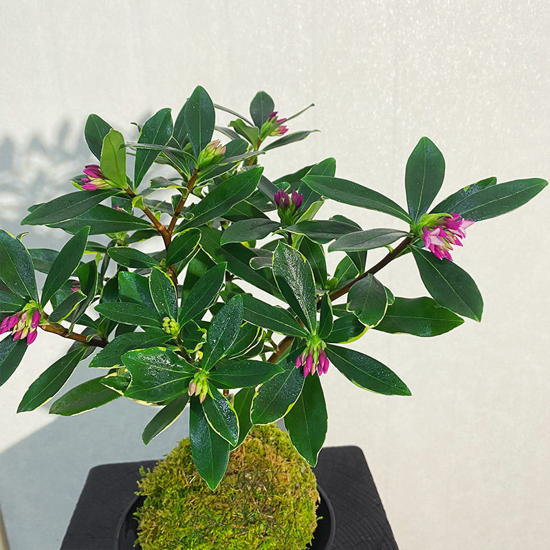 【瑞香】苔藓球新中式花开香满屋(带花苞)绿植禅意微景观 - 图1