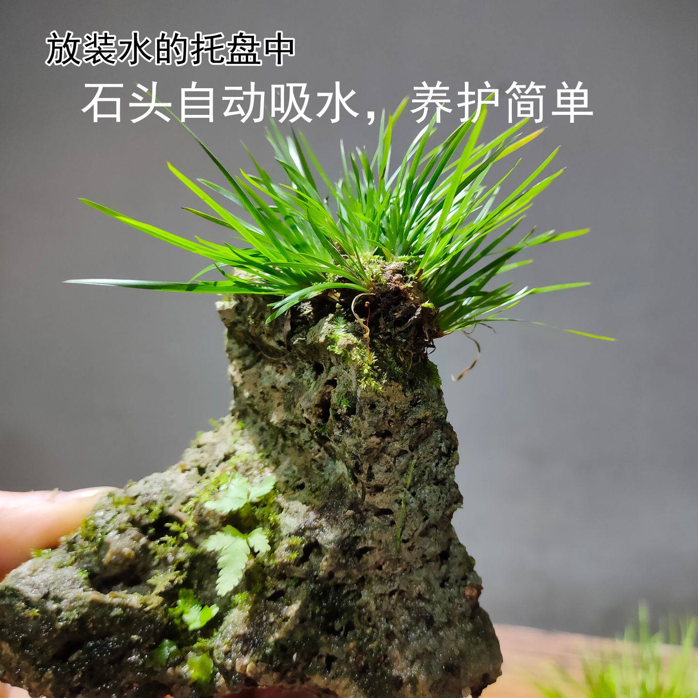 绿植室内盆栽吸水石菖蒲附石苔藓微景观桌面水培水陆缸造景,淘宝优惠券,粉丝福利购,淘宝优惠卷