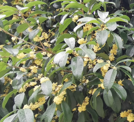 广西桂花新货花草茶龙脊梯田金桂花茶桂花干不硫熏脱水桂花 - 图3