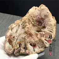 木化石摆件 新人首单立减十元 21年8月 淘宝海外