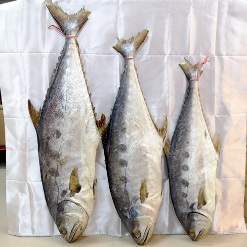 大马鲛鱼 鲅鱼干 马友鱼马鲛鱼片 梅香咸鱼干北海海鲜干货500g - 图0