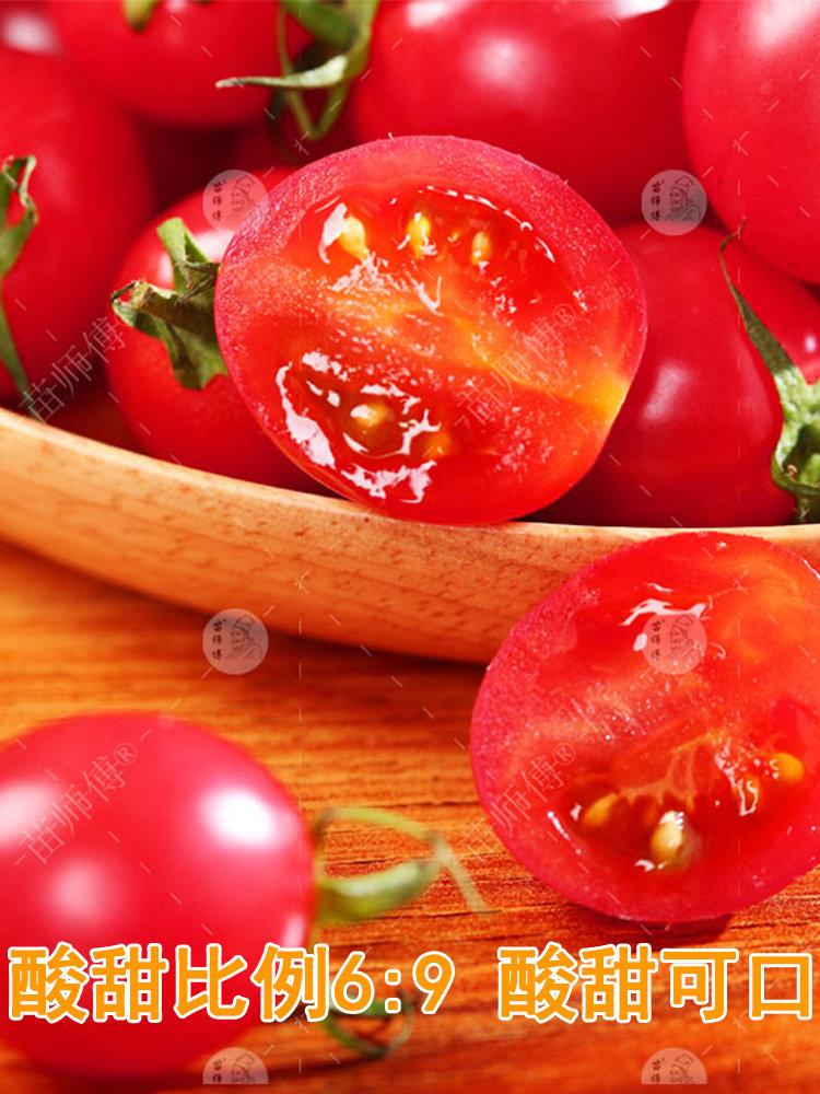 苗师傅圣安妮圣女果种子 好吃甜阳台蔬菜盆栽樱桃小番茄种籽种孑