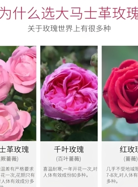 【猫爷臻选】伊帕尔汗玫瑰精油植物萃取润肤提亮芳疗玫瑰微精油