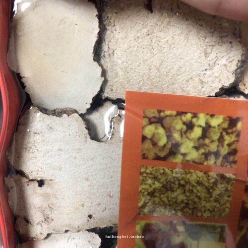 大片虎乳菌野生虎奶菌片马来中大虎奶儿童咳不愈虎乳清润汤包真空 - 图3