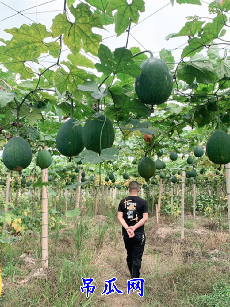 攀爬网瓜蒌葡萄丝瓜吊瓜尼龙网黄瓜种植网大棚网百香果植物爬藤网-图2