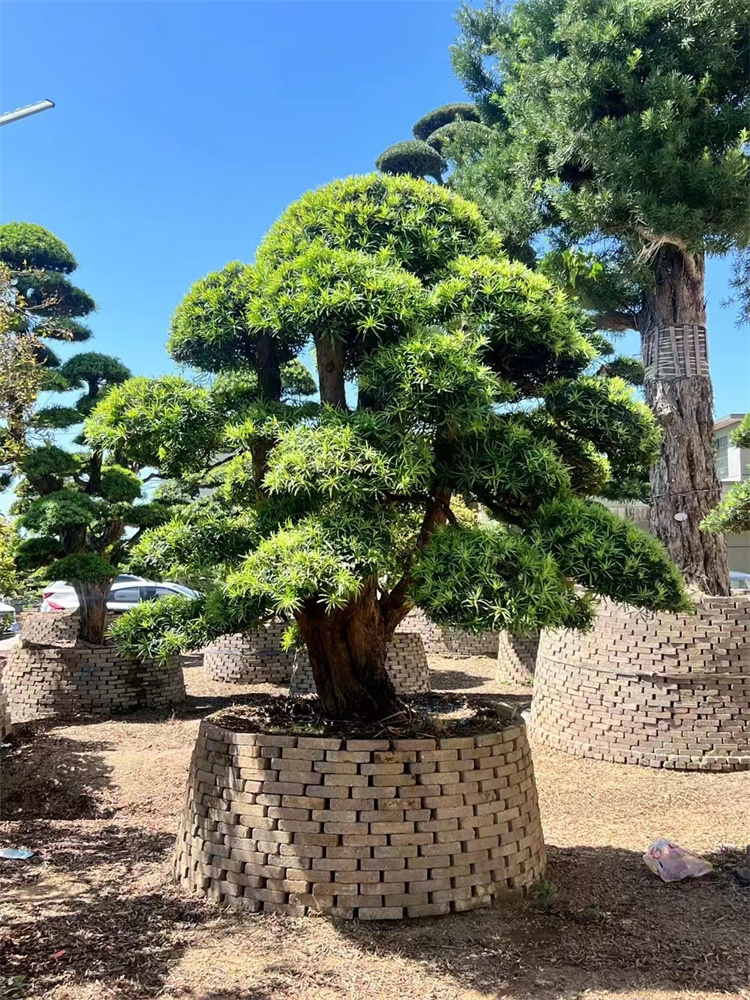 大型罗汉松大树庭院地景造型树日本黑松迎客松名贵盆景造型树别墅 - 图0