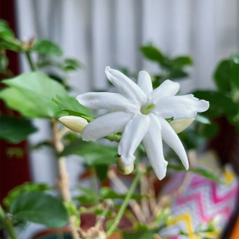 【老花医】笔尖茉莉盆栽花卉室内阳台绿植多年生独棵棒棒糖开花香 - 图1