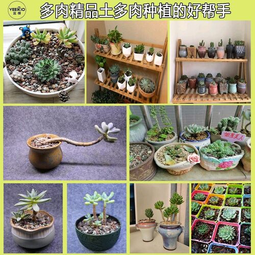 多肉植物营养土泥炭土多肉土叶插换盆土多肉专用土多肉颗粒土培养 - 图2