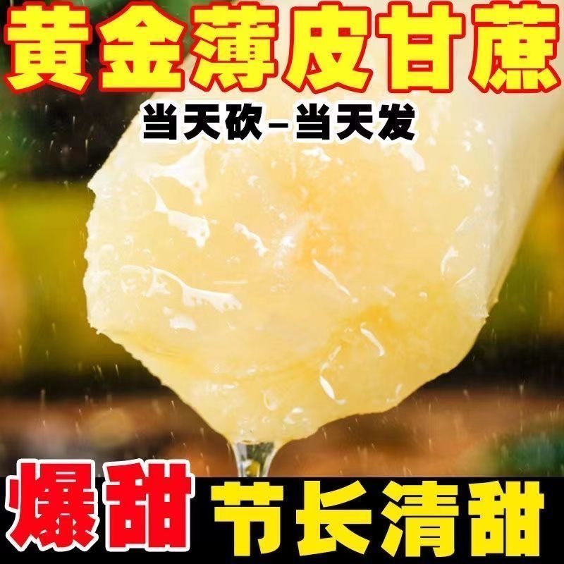 【精品2节】正宗广东黄皮甘蔗青皮新鲜孕妇紫皮薄皮清甜农场直发,淘宝优惠券,粉丝福利购,淘宝优惠卷