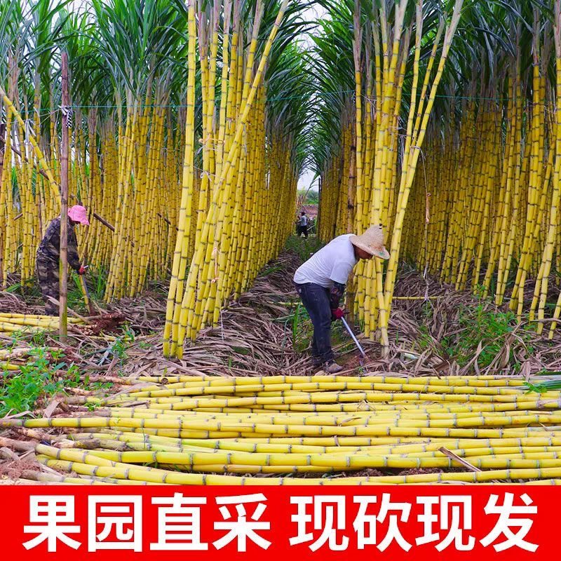 【精品2节】正宗广东黄皮甘蔗青皮新鲜孕妇紫皮薄皮清甜农场直发,淘宝优惠券,粉丝福利购,淘宝优惠卷