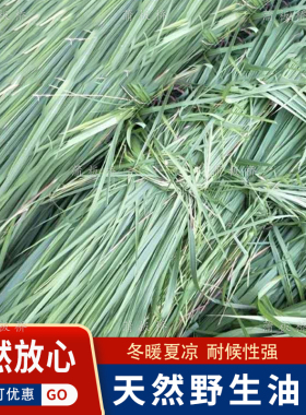 天然野生晒干油草茅草