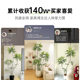 Simulated peacock wood large indoor artificial tree decoration