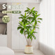 Living room Brazilian wood sofa side decoration simulated green plants