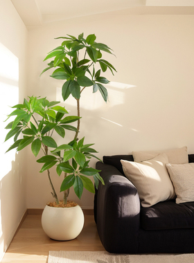 明星同款仿真绿植大叶伞