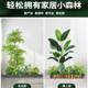 Simulated green plant landscaping combination interior decoration