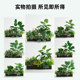 Villa-specific simulation landscaping combination