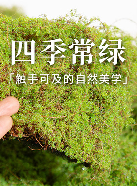 小红书博主推荐室外装饰仿真草皮