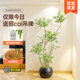 Simulated green plants indoor living room sofa side green plant potted plants