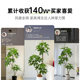 Simulated green plants, large-leaf umbrellas, potted plants, living room sofa, large artificial tree ornaments, floor-standing decoration, indoor advanced landscaping