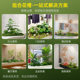 Simulated green plant landscaping combination indoor display window