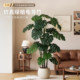 High-end light luxury simulated green plant Monstera deliciosa