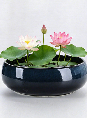 陶瓷水培花盆铜钱草水仙睡莲