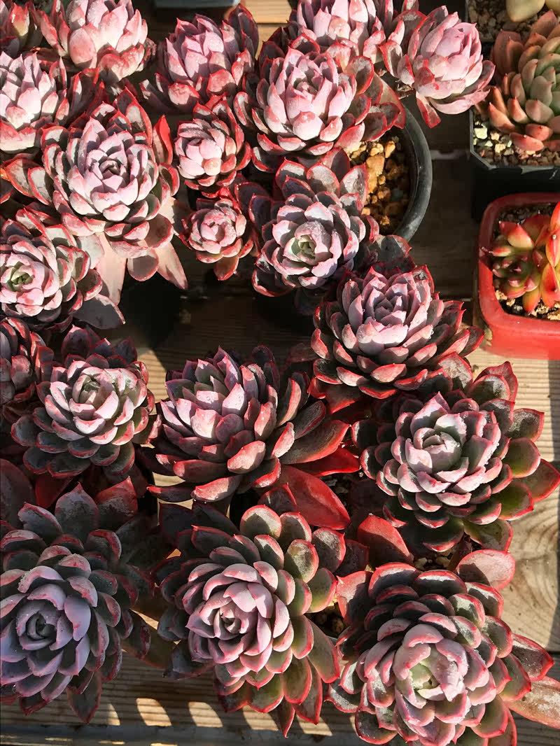 超大紫罗兰女王多头群捧花老桩多肉群生多肉植物绿植盆栽一物一拍